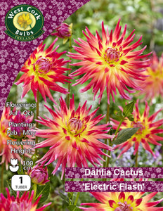 Dahlia Cactus 'Electric Flash'