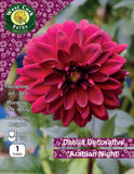 Dahlia Decorative 'Arabian Night' - Green's of Ireland Online Garden Shop.  Flower Bulbs, West Cork Bulbs, Daffodil Bulbs, Tulip Bulbs, Crocus Bulbs, Autumn Bulbs, Bulbs, Cheap Bulbs