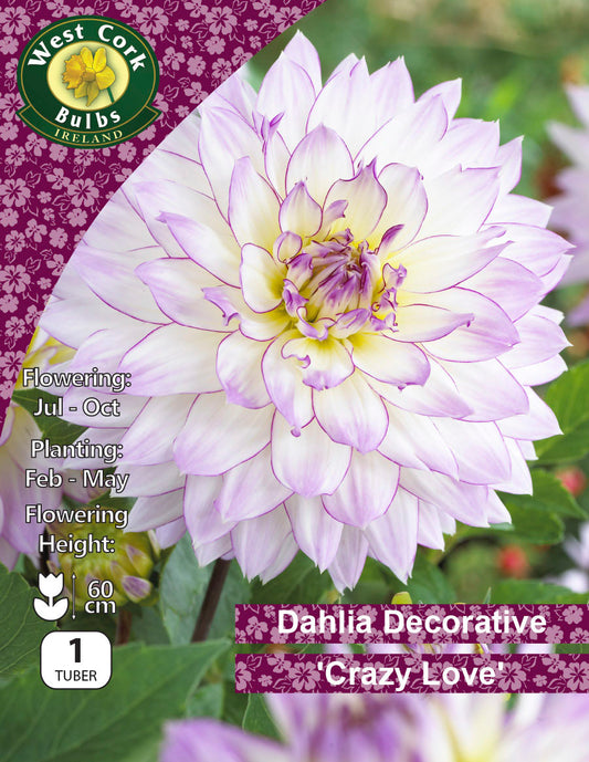 Dahlia Decorative 'Crazy Love'