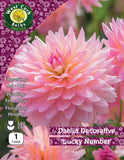 Dahlia Decorative 'Lucky Number' - Green's of Ireland Online Garden Shop.  Flower Bulbs, West Cork Bulbs, Daffodil Bulbs, Tulip Bulbs, Crocus Bulbs, Autumn Bulbs, Bulbs, Cheap Bulbs