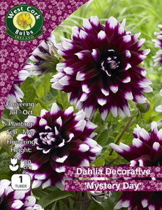 Dahlia Decorative 'Mystery Day' - Green's of Ireland Online Garden Shop.  Flower Bulbs, West Cork Bulbs, Daffodil Bulbs, Tulip Bulbs, Crocus Bulbs, Autumn Bulbs, Bulbs, Cheap Bulbs