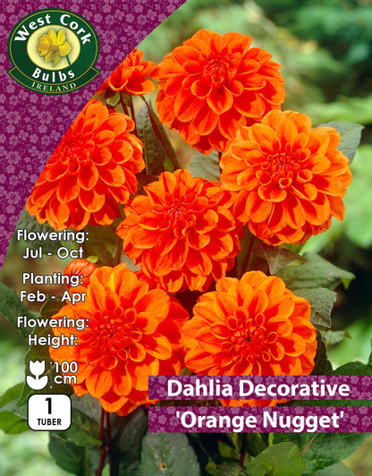 Dahlia Border 'Orange Nugget' - Green's of Ireland Online Garden Shop.  Flower Bulbs, West Cork Bulbs, Daffodil Bulbs, Tulip Bulbs, Crocus Bulbs, Autumn Bulbs, Bulbs, Cheap Bulbs