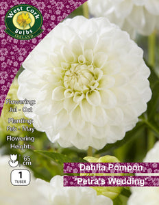 Dahlia Decorative 'Petra's Wedding'