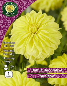 Dahlia Decorative 'Sunlady'