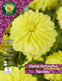 Dahlia Décorative "Sunlady"