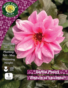 Dahlia Paeony Bishop of Leicester - Green's of Ireland Online Garden Shop.  Flower Bulbs, West Cork Bulbs, Daffodil Bulbs, Tulip Bulbs, Crocus Bulbs, Autumn Bulbs, Bulbs, Cheap Bulbs