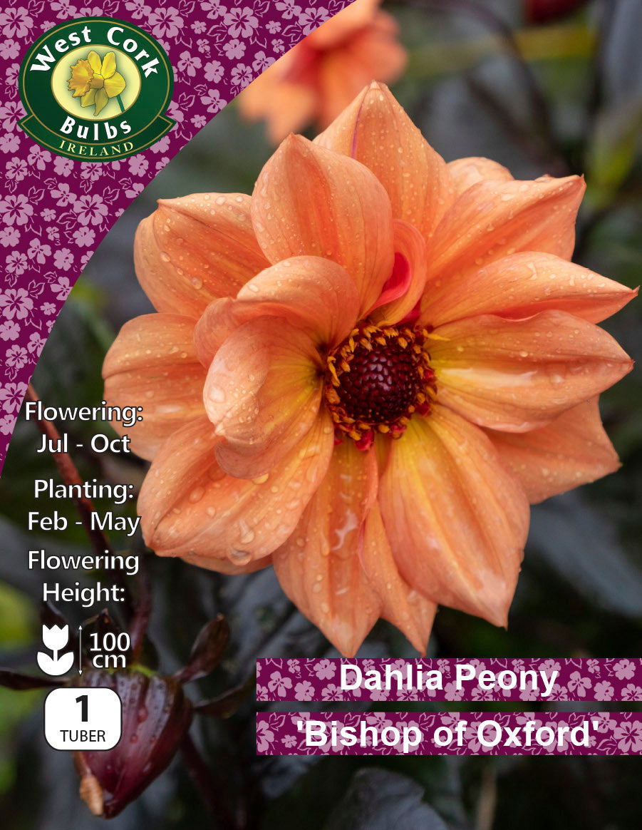 Dahlia Paeony Bishop of Oxford - Green's of Ireland Online Garden Shop.  Flower Bulbs, West Cork Bulbs, Daffodil Bulbs, Tulip Bulbs, Crocus Bulbs, Autumn Bulbs, Bulbs, Cheap Bulbs