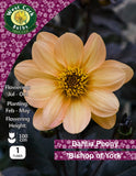 Dahlia Peony Flowering 'Bishop of York'