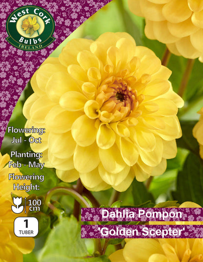 Dahlia Pompon "Golden Scepter"