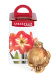 Amaryllis Nymph - Green's of Ireland Online Garden Shop.  Amaryllis, West Cork Bulbs, Daffodil Bulbs, Tulip Bulbs, Crocus Bulbs, Autumn Bulbs, Bulbs, Cheap Bulbs