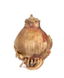 Amaryllis Nymph - Green's of Ireland Online Garden Shop.  Amaryllis, West Cork Bulbs, Daffodil Bulbs, Tulip Bulbs, Crocus Bulbs, Autumn Bulbs, Bulbs, Cheap Bulbs