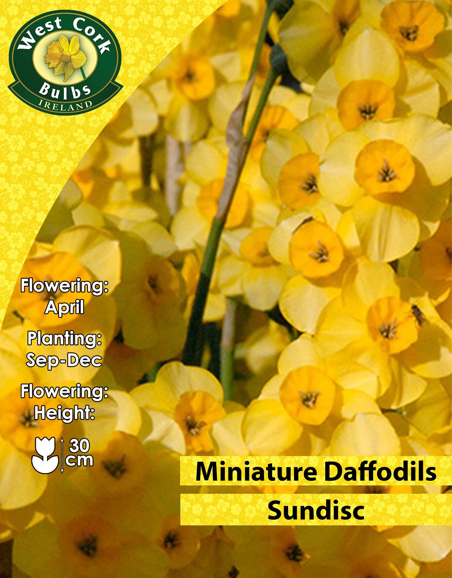 Miniature Daffodils Sundisc - Green's of Ireland Online Garden Shop. Flower Bulbs, West Cork Bulbs, Daffodil Bulbs, Tulip Bulbs, Crocus Bulbs, Autumn Bulbs, Bulbs, Cheap Bulbs