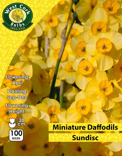 Miniature Daffodils Sundisc - Green's of Ireland Online Garden Shop. Flower Bulbs, West Cork Bulbs, Daffodil Bulbs, Tulip Bulbs, Crocus Bulbs, Autumn Bulbs, Bulbs, Cheap Bulbs