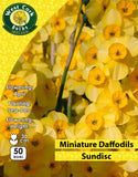 Miniature Daffodils Sundisc - Green's of Ireland Online Garden Shop. Flower Bulbs, West Cork Bulbs, Daffodil Bulbs, Tulip Bulbs, Crocus Bulbs, Autumn Bulbs, Bulbs, Cheap Bulbs