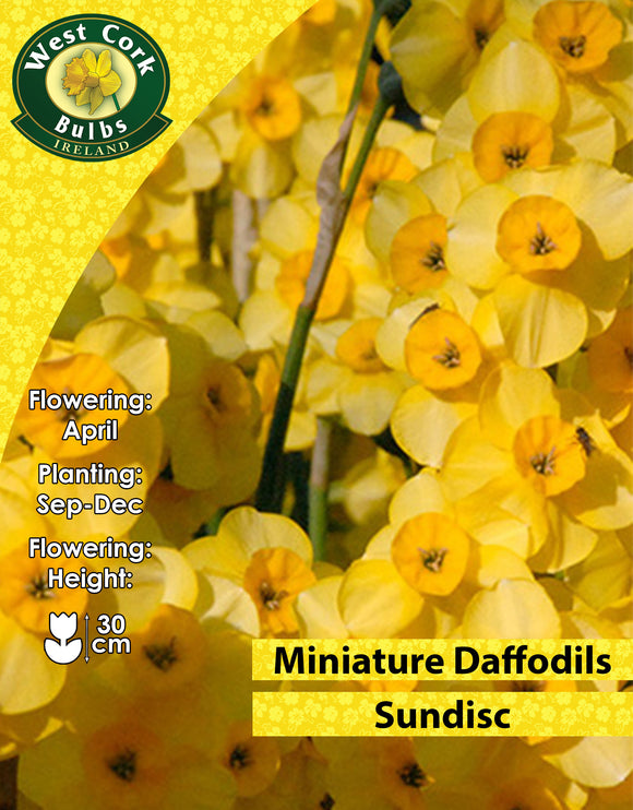 Miniature Daffodils Sundisc - Green's of Ireland Online Garden Shop. Flower Bulbs, West Cork Bulbs, Daffodil Bulbs, Tulip Bulbs, Crocus Bulbs, Autumn Bulbs, Bulbs, Cheap Bulbs