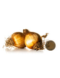 Multiheaded Daffodils Yellow Cheerfulness - Green's of Ireland Online Garden Shop.  Flower Bulbs, West Cork Bulbs, Daffodil Bulbs, Tulip Bulbs, Crocus Bulbs, Autumn Bulbs, Bulbs, Cheap Bulbs