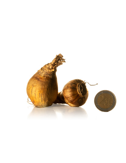 Daffodils Martinette - Green's of Ireland Online Garden Shop.  Flower Bulbs, West Cork Bulbs, Daffodil Bulbs, Tulip Bulbs, Crocus Bulbs, Autumn Bulbs, Bulbs, Cheap Bulbs