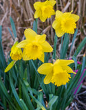 Yellow Daffodils California - Green's of Ireland Online Garden Shop. Flower Bulbs, West Cork Bulbs, Daffodil Bulbs, Tulip Bulbs, Crocus Bulbs, Autumn Bulbs, Bulbs, Cheap Bulbs