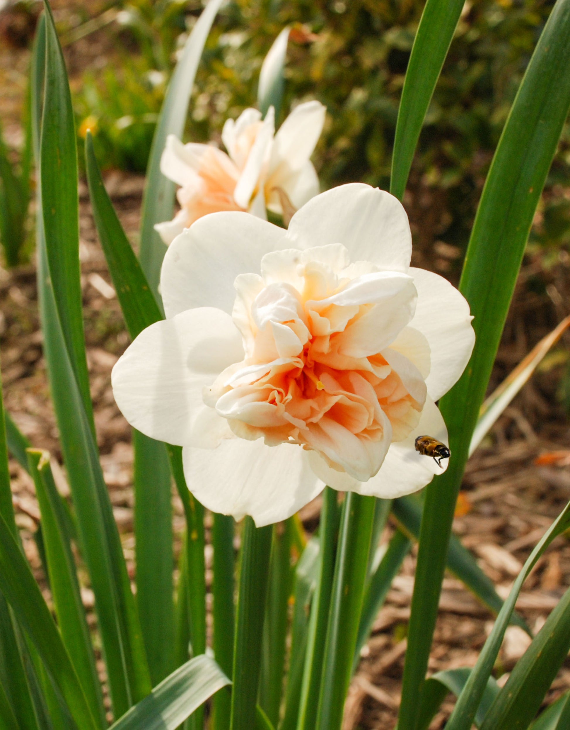 Double Daffodils Delnashaugh - Green's of Ireland Online Garden Shop. Flower Bulbs, West Cork Bulbs