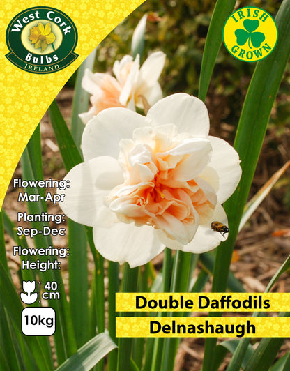 Double Daffodils Delnashaugh - Green's of Ireland Online Garden Shop. Flower Bulbs, West Cork Bulbs