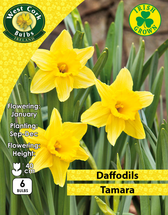 Yellow Daffodils Tamara - Green's of Ireland Online Garden Shop. Flower Bulbs, West Cork Bulbs, Daffodil Bulbs, Tulip Bulbs, Crocus Bulbs, Autumn Bulbs, Bulbs, Cheap Bulbs