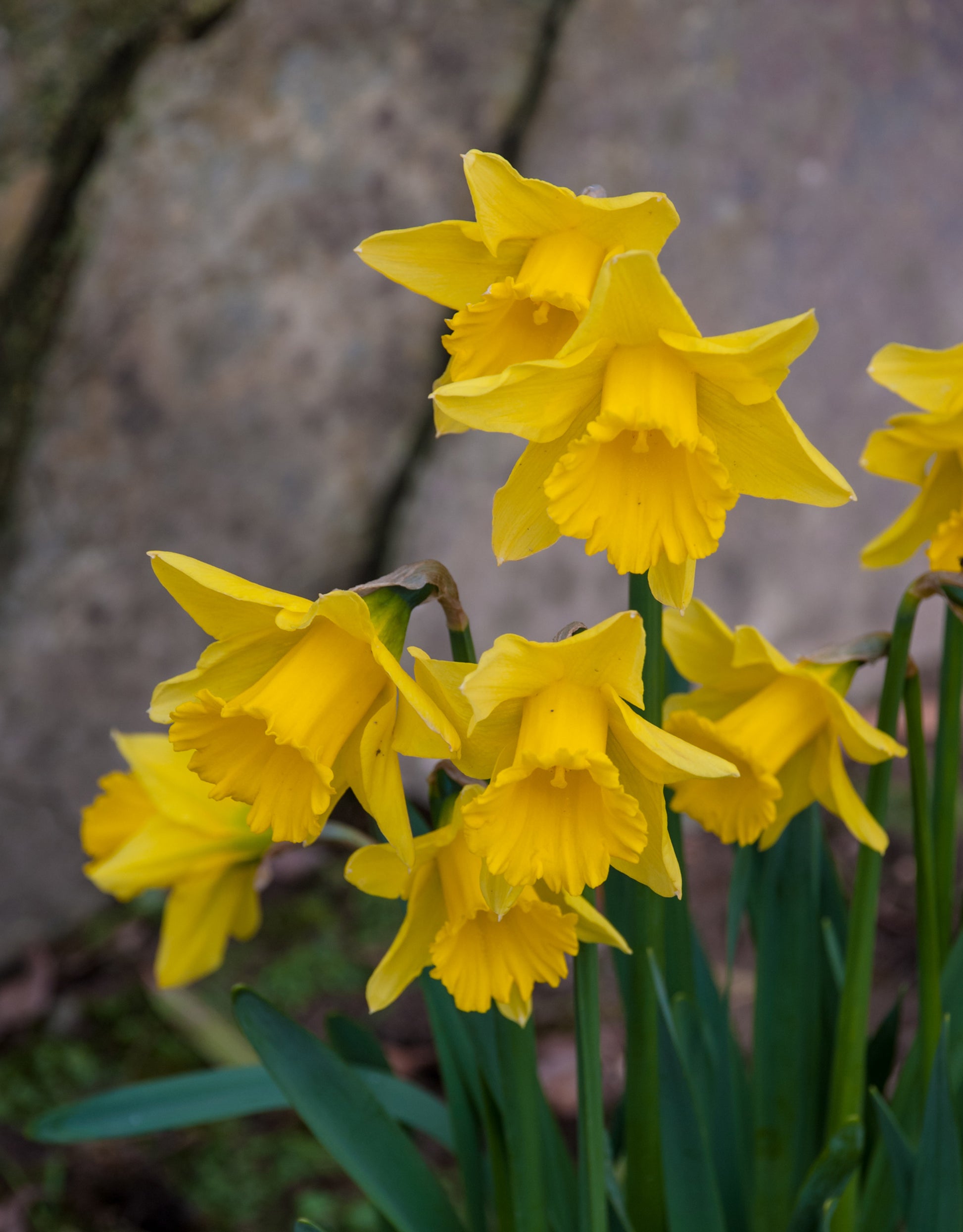 Yellow Daffodils Standard Value - Green's of Ireland Online Garden Shop. Flower Bulbs, West Cork Bulbs, Daffodil Bulbs, Tulip Bulbs, Crocus Bulbs, Autumn Bulbs, Bulbs, Cheap Bulbs