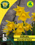 Yellow Daffodils Standard Value - Green's of Ireland Online Garden Shop. Flower Bulbs, West Cork Bulbs, Daffodil Bulbs, Tulip Bulbs, Crocus Bulbs, Autumn Bulbs, Bulbs, Cheap Bulbs