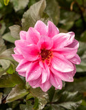 Dahlia Paeony Bishop of Leicester 1 Bulb Pack - Green's of Ireland Online Garden Shop.  Flower Bulbs, West Cork Bulbs, Daffodil Bulbs, Tulip Bulbs, Crocus Bulbs, Autumn Bulbs, Bulbs, Cheap Bulbs