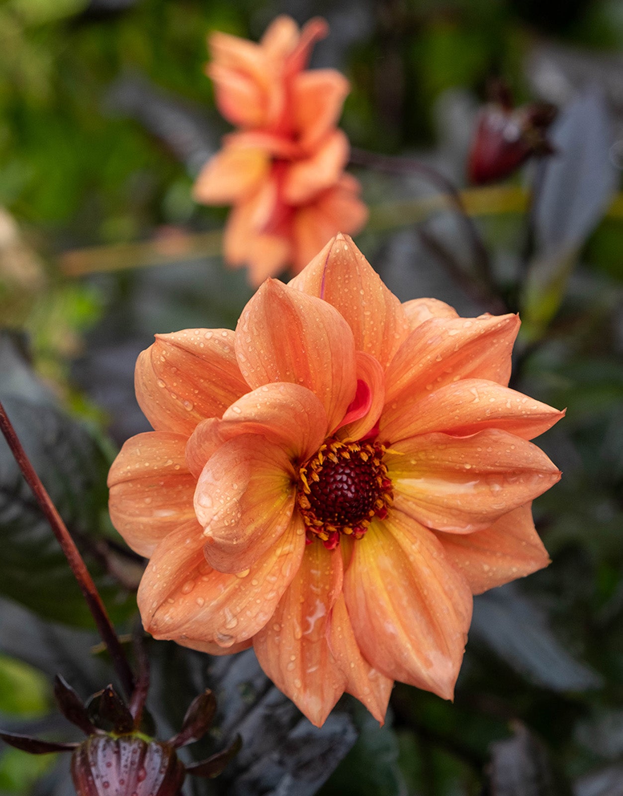 Dahlia Paeony Bishop of Oxford 1 Bulb Pack - Green's of Ireland Online Garden Shop.  Flower Bulbs, Greens of Ireland, Daffodil Bulbs, Tulip Bulbs, Crocus Bulbs, Autumn Bulbs, Bulbs, Cheap Bulbs