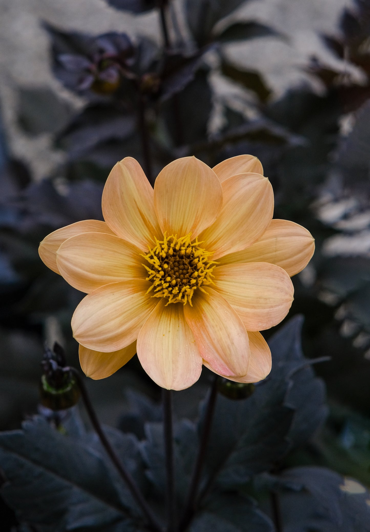 Dahlia Peony Flowering 'Bishop of York'