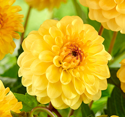 Dahlia Pompon "Golden Scepter"