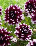 Dahlia Decorative 'Mystery Day' 1 Bulb Pack - Green's of Ireland Online Garden Shop.  Flower Bulbs, West Cork Bulbs, Daffodil Bulbs, Tulip Bulbs, Crocus Bulbs, Autumn Bulbs, Bulbs, Cheap Bulbs