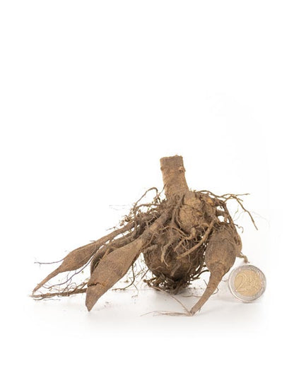 Dahlia Paeony Bishop of Leicester - Green's of Ireland Online Garden Shop.  Flower Bulbs, West Cork Bulbs, Daffodil Bulbs, Tulip Bulbs, Crocus Bulbs, Autumn Bulbs, Bulbs, Cheap Bulbs