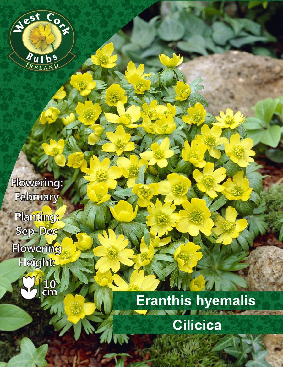 Eranthis hyemalis 'Cilicica' - Green's of Ireland Online Garden Shop.  Flower Bulbs, West Cork Bulbs, Daffodil Bulbs, Tulip Bulbs, Crocus Bulbs, Autumn Bulbs, Bulbs, Cheap Bulbs