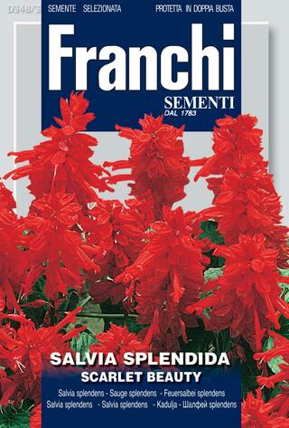 Flowers Seed Salvia splendens scarlet beauty - Green's of Ireland Online Garden Shop.  Vegetable Seeds, Franchi, Daffodil Bulbs, Tulip Bulbs, Crocus Bulbs, Autumn Bulbs, Bulbs, Cheap Bulbs