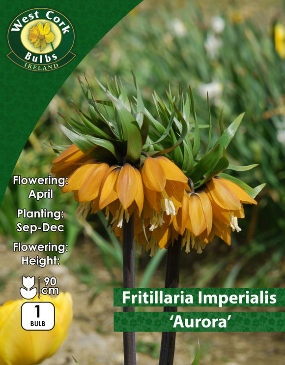 Fritillaria Crown ImperialAurora - Green's of Ireland Online Garden Shop. Fritillaria, West Cork Bulbs, Daffodil Bulbs, Tulip Bulbs, Crocus Bulbs, Autumn Bulbs, Bulbs, Cheap Bulbs
