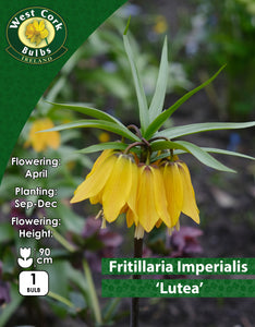Fritillaria ImperialisLutea - Green's of Ireland Online Garden Shop. Fritillaria, West Cork Bulbs