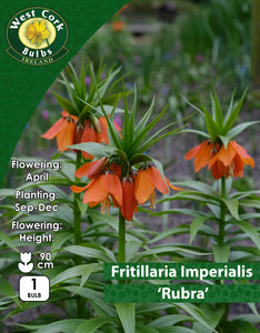 Fritillaria Crown ImperialRubra - Green's of Ireland Online Garden Shop. Fritillaria, West Cork Bulbs, Daffodil Bulbs, Tulip Bulbs, Crocus Bulbs, Autumn Bulbs, Bulbs, Cheap Bulbs