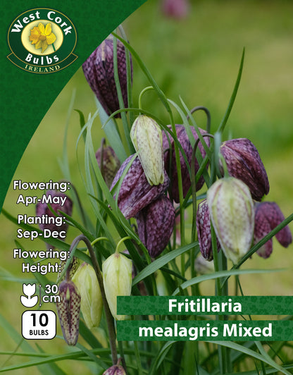 Fritillaria Meleagris - Green's of Ireland Online Garden Shop. Fritillaria, West Cork Bulbs, Daffodil Bulbs, Tulip Bulbs, Crocus Bulbs, Autumn Bulbs, Bulbs, Cheap Bulbs