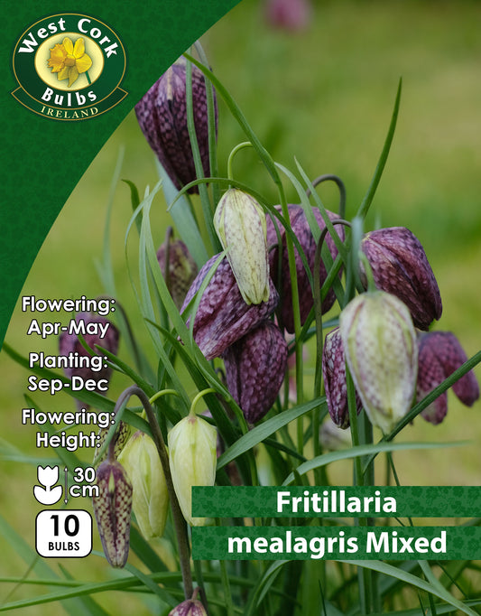 Fritillaria Meleagris - Green's of Ireland Online Garden Shop. Fritillaria, West Cork Bulbs, Daffodil Bulbs, Tulip Bulbs, Crocus Bulbs, Autumn Bulbs, Bulbs, Cheap Bulbs