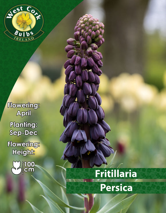 FritillariaPersica - Green's of Ireland Online Garden Shop. Fritillaria, West Cork Bulbs, Daffodil Bulbs, Tulip Bulbs, Crocus Bulbs, Autumn Bulbs, Bulbs, Cheap Bulbs