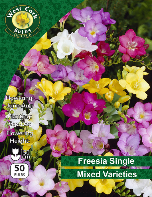 Freesia Single Mixed Summer - Green's of Ireland Online Garden Shop.  Flower Bulbs, West Cork Bulbs, Daffodil Bulbs, Tulip Bulbs, Crocus Bulbs, Autumn Bulbs, Bulbs, Cheap Bulbs