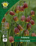 Fritillaria Uva Vulpis