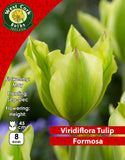 Viridiflora Tulip Formosa - Green's of Ireland Online Garden Shop. Tulips, West Cork Bulbs, Daffodil Bulbs, Tulip Bulbs, Crocus Bulbs, Autumn Bulbs, Bulbs, Cheap Bulbs