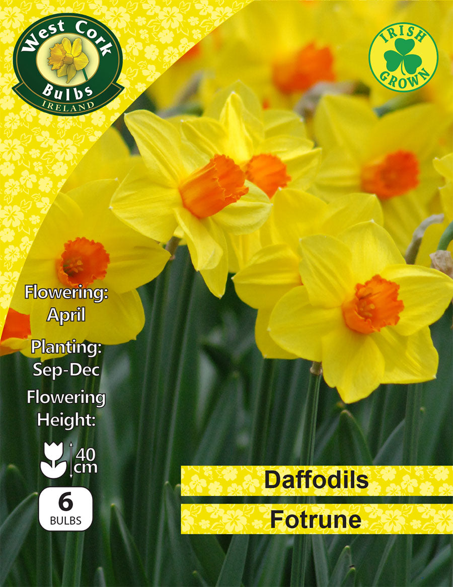 Daffodil Fortune - Irish Grown - - Green's of Ireland Online Garden Shop.  Flower Bulbs, West Cork Bulbs, Daffodil Bulbs, Tulip Bulbs, Crocus Bulbs, Autumn Bulbs, Bulbs, Cheap Bulbs