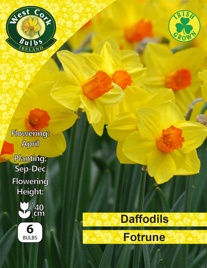 Daffodil Fortune - Irish Grown - - Green's of Ireland Online Garden Shop.  Flower Bulbs, West Cork Bulbs, Daffodil Bulbs, Tulip Bulbs, Crocus Bulbs, Autumn Bulbs, Bulbs, Cheap Bulbs