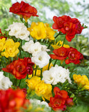 Freesia Double Mixed - Green's of Ireland Online Garden Shop. Flower Bulbs, West Cork Bulbs, Daffodil Bulbs, Tulip Bulbs, Crocus Bulbs, Autumn Bulbs, Bulbs, Cheap Bulbs