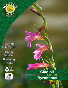 Gladioli <p> Byzantinus</p> - Green's of Ireland Online Garden Shop. Lilium, West Cork Bulbs, Daffodil Bulbs, Tulip Bulbs, Crocus Bulbs, Autumn Bulbs, Bulbs, Cheap Bulbs