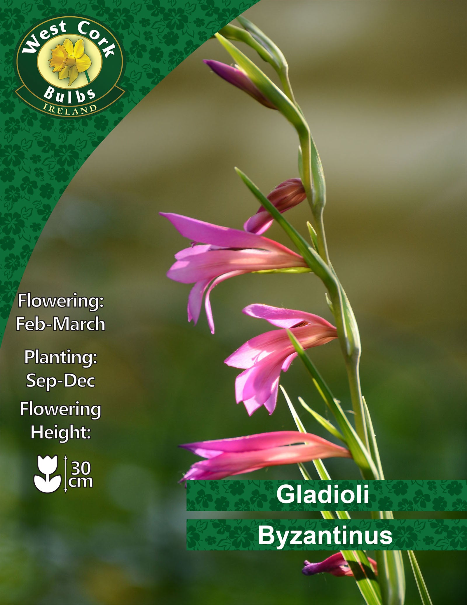 Gladioli <p> Byzantinus</p> - Green's of Ireland Online Garden Shop. Lilium, West Cork Bulbs, Daffodil Bulbs, Tulip Bulbs, Crocus Bulbs, Autumn Bulbs, Bulbs, Cheap Bulbs