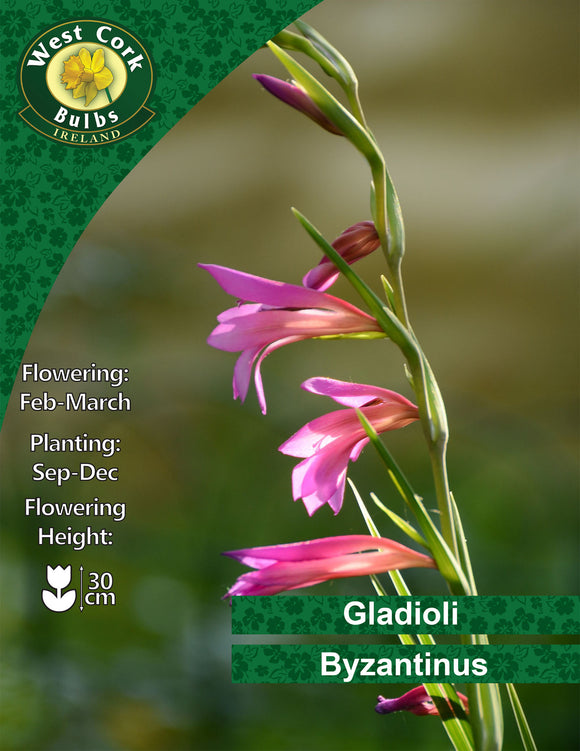 Gladioli <p> Byzantinus</p> - Green's of Ireland Online Garden Shop. Lilium, West Cork Bulbs, Daffodil Bulbs, Tulip Bulbs, Crocus Bulbs, Autumn Bulbs, Bulbs, Cheap Bulbs